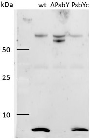 PsbY | Small subunit Y of PSII in the group Antibodies Plant/Algal  / Photosynthesis  / PSII (Photosystem II) at Agrisera AB (Antibodies for research) (AS06 114)